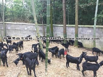 花开的声音——浅谈我的儿童题材油画创作_太阳集团tyc(图1) 太阳成官网