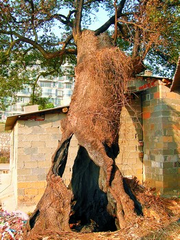 太阳集团tyc-三中国杯国脚或入国足名单 表现出色受里皮赏识(图3) 太阳集团tyc