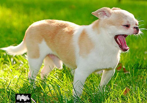 “太阳成官网”英国艳星望在007拍摄酒店办婚礼遭拒:形象不符(图1) 太阳集团tyc