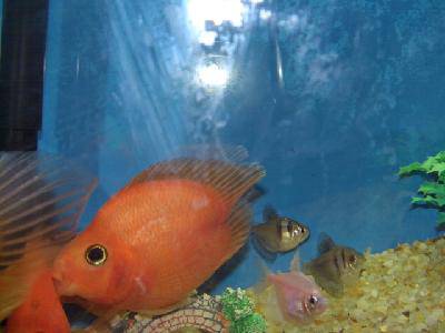 维普达—猫咪口腔炎“太阳成集团tyc”(图5) 太阳成集团tyc