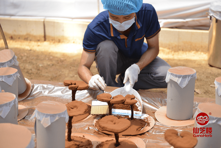 太阳集团tyc-
孢子粉国家尺度即将修订 采收及加工要求将更严格(图7)